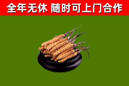凤冈烟酒回收冬虫夏草.jpg